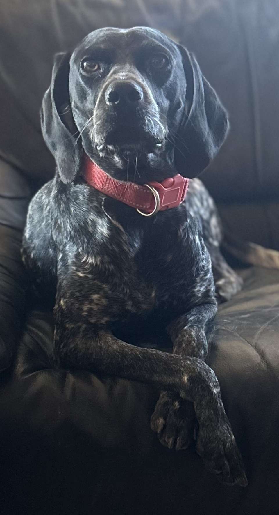 Perro tranquilo cumpliendo con el seguro obligatorio para perros de la Ley de Bienestar Animal