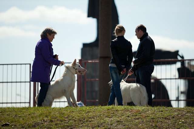 ¿Es obligatorio el seguro para perros en 2026? Lo que dice la Ley de Bienestar Animal.
