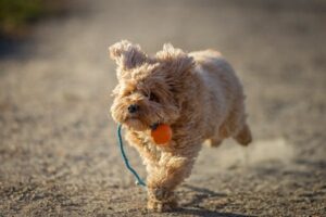 perro contento con asistencia veterinaria 24/7 incluida en seguro