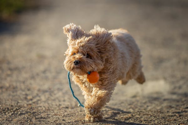 Asistencia Veterinaria 24/7: La tranquilidad que tu perro necesita con nuestro seguro para Mascotas