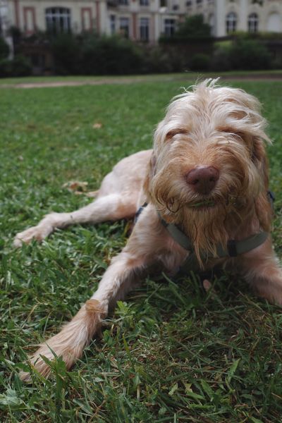 Seguro para todos los perros, de cualquier raza, es uno de los seguros obligatorios en España desde 2026