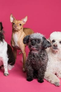 perros de todas las razas que necesitan seguro para perros obligatorio o ampliado