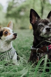 dos perros de cualquier raza que necesitan seguro para perros
